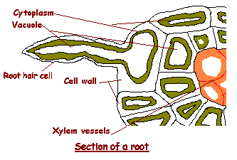 Le Awesome Study Blog The Root Hair Cell