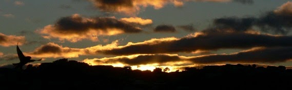 Bird & Sunrise photo