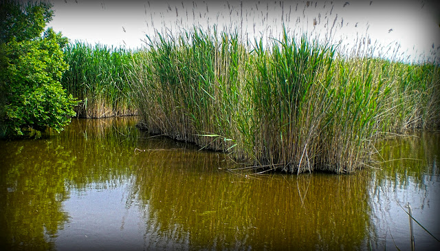 petite camargue roubine