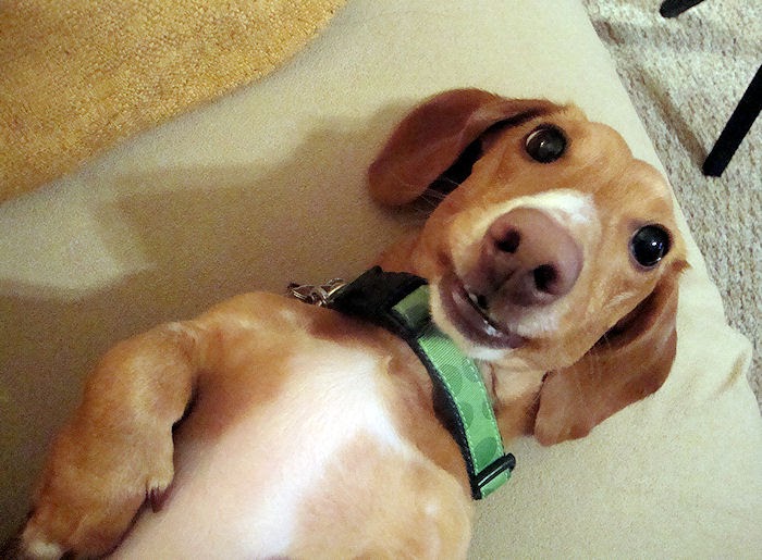 The Long and Short of it All A Dachshund Dog News Magazine The