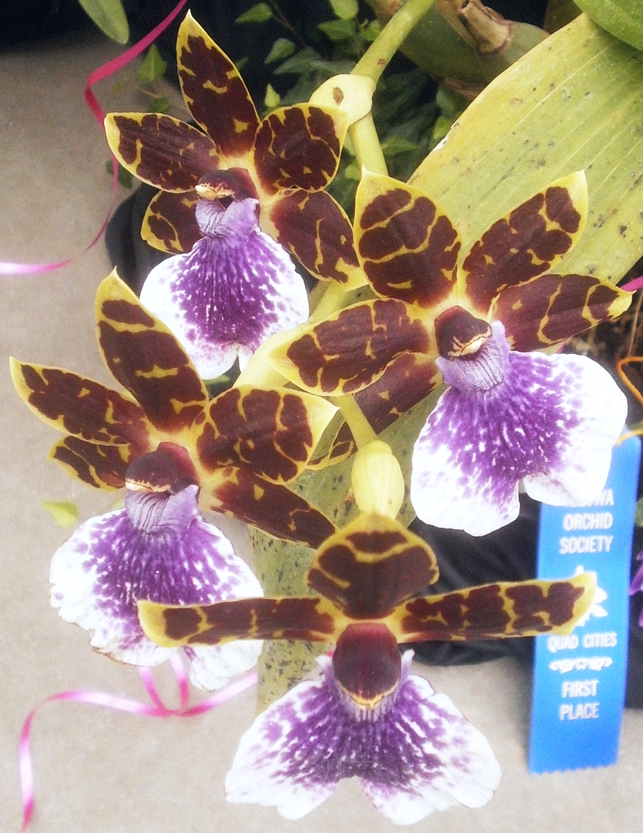 Plants are the Strangest People Pretty picture Zygopetalum (Kiwi