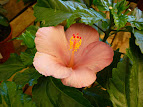 Hibiscus rosa-sinensis