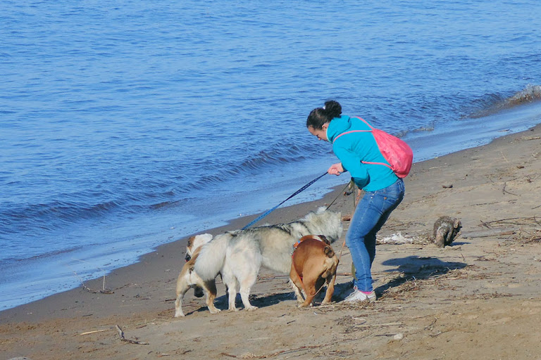 Три собаки на пляжу