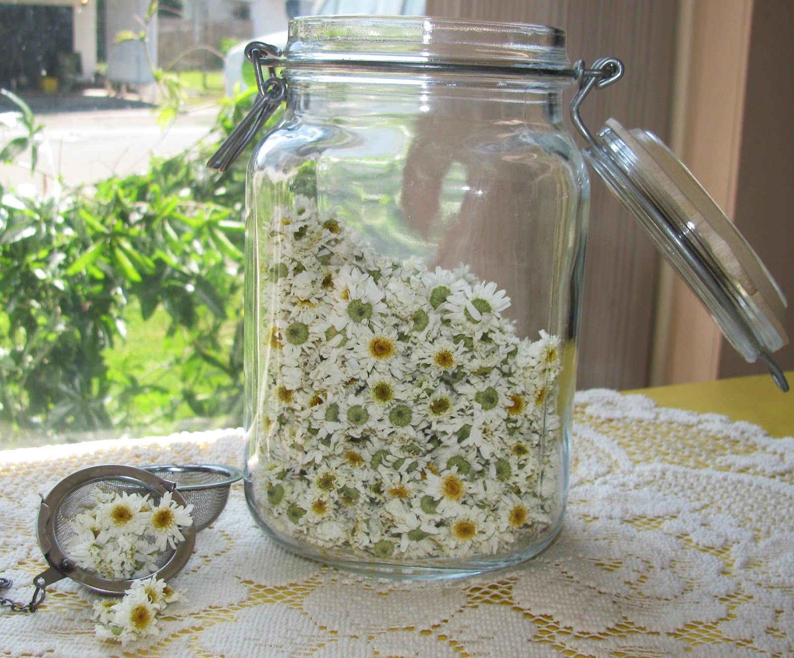 Harvesting & Making Your Own Chamomile Tea Proverbs 31 Woman