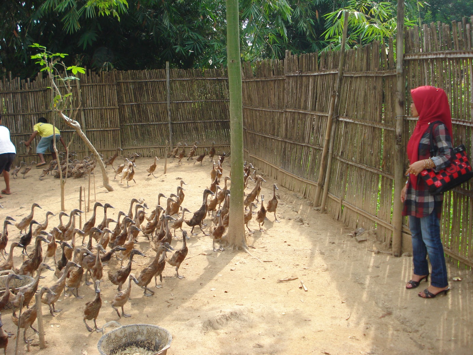 Cara beternak sapi ternak bebek entok