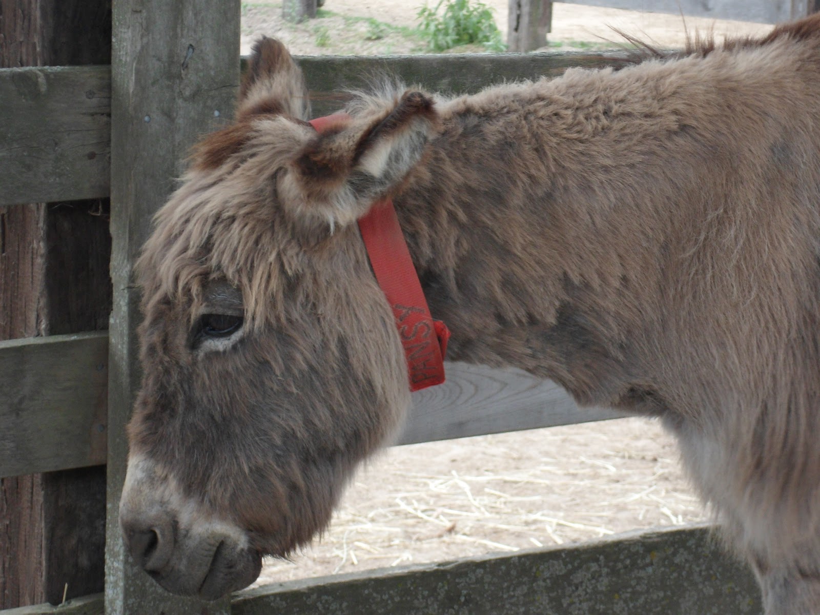 Ice Cream for Breakfast Donkey Sanctuary of Canada