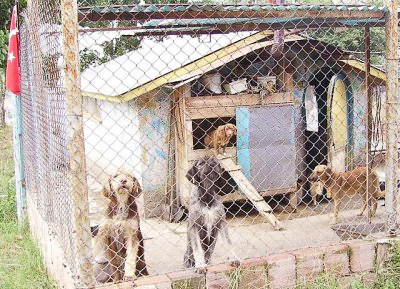 Asdergi Kolaymama Com Samsun Catalarmut Barinagi Nda