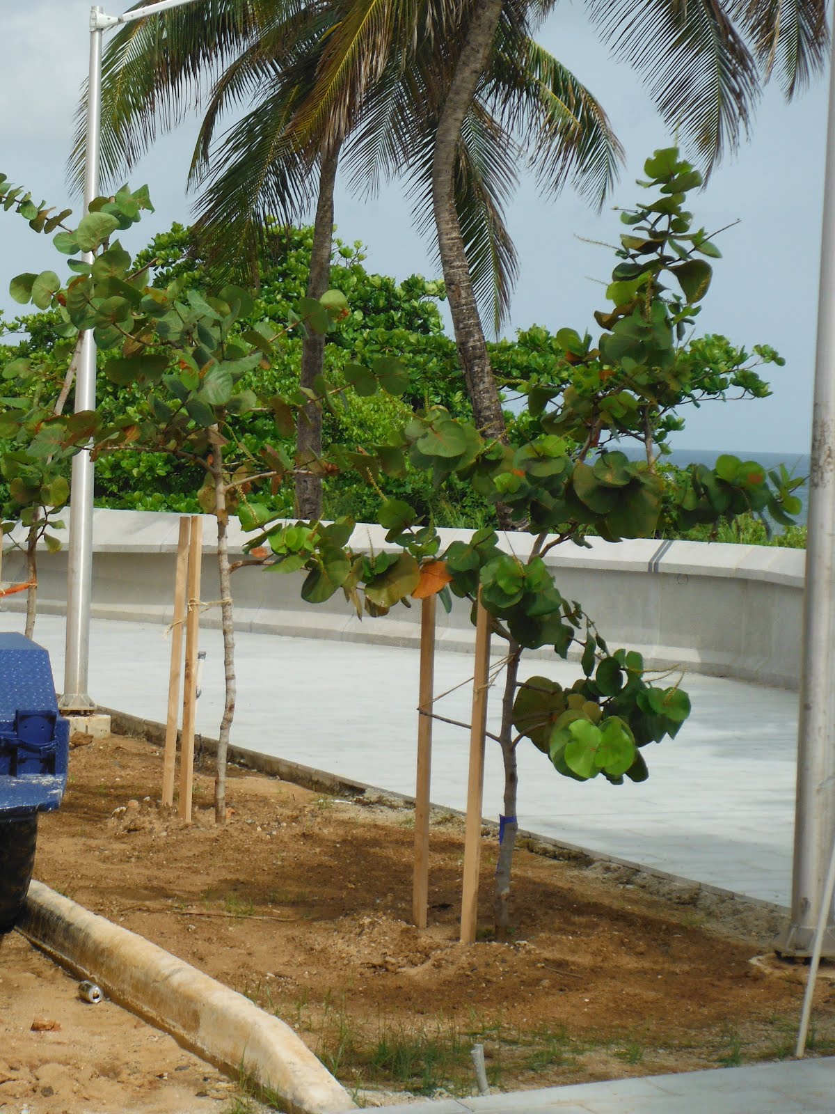 Apinhamiento Uva de playa