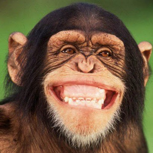 chimpanz%C3%A9+macaco.jpg