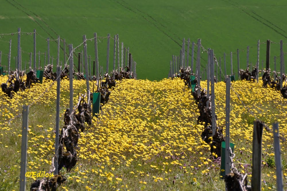 PLONGéE DE LA VIGNE, diving vineyard, ныряющий виноградник