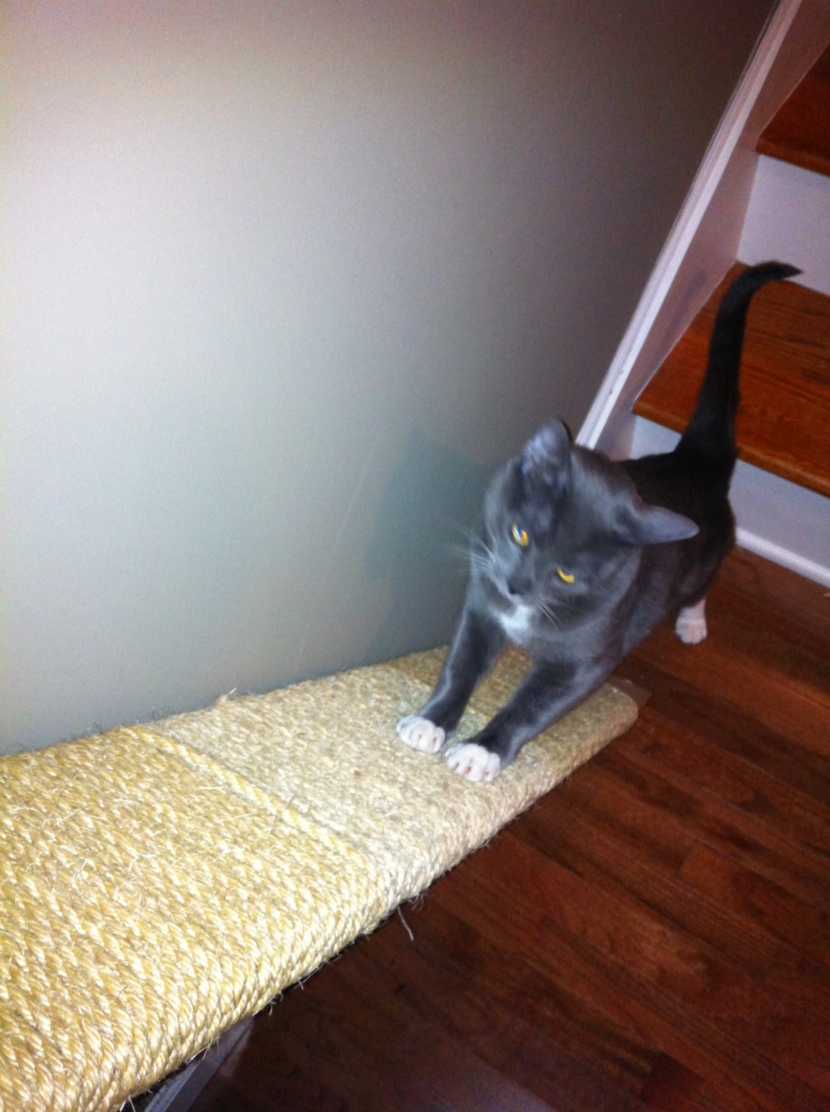 Project Cat Walk and Scratching Post AmericanGoodz