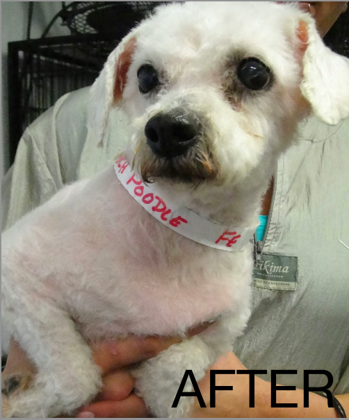 puppy mills in florida bark clark puppy mill rescue in florida puppy mills in florida bark clark puppy mill rescue in florida