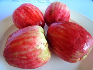 Macam-macam Jambu - anajingga