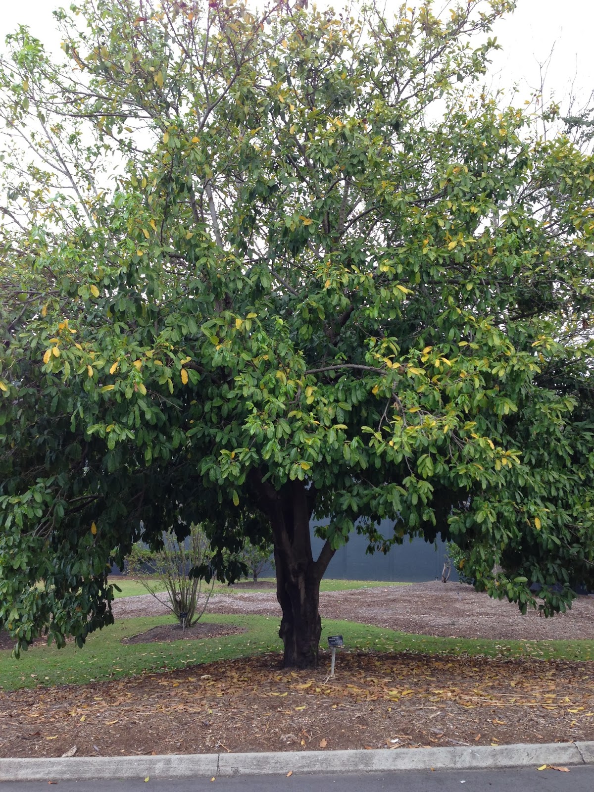 Daleys Fruit Tree Blog Soursop Tree for Sale in Australia