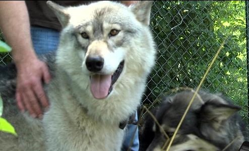 Arkansas man leaves his world behind to care for rescued wolves/hybrids (Video)