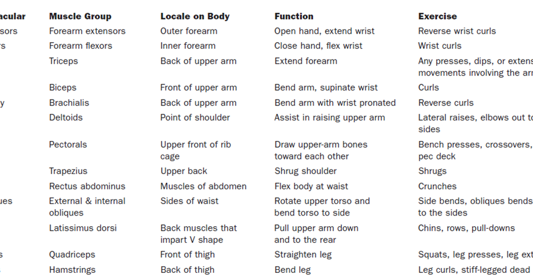 Anatomy and Exercises ~ Body Building Enthusiast