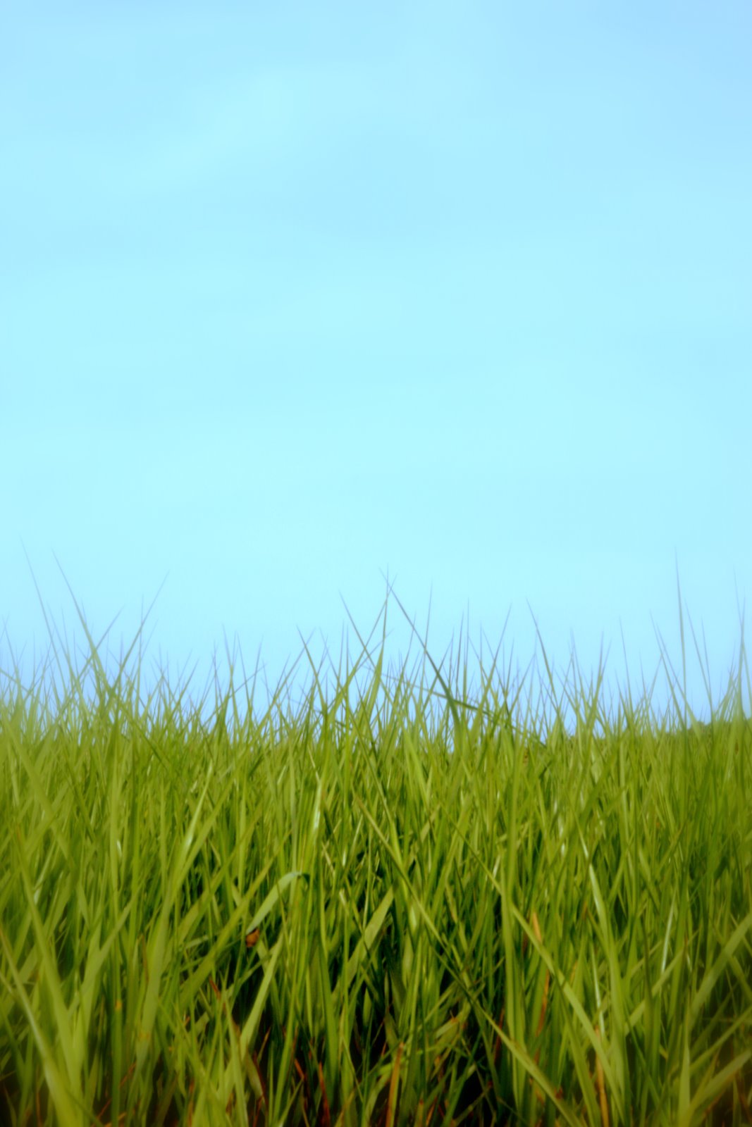 Stephen Brundage Photography Salt Marsh Grass, near Wellfleet, Mass