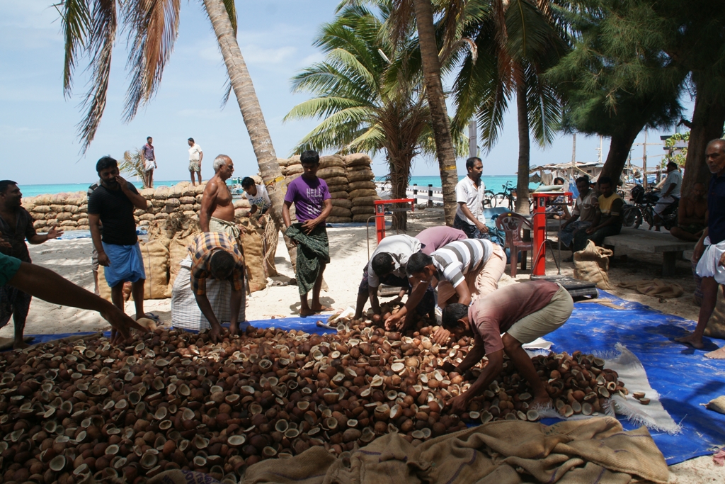 Laccadives COPRAThe agroeconomy of Lakshadweep People.