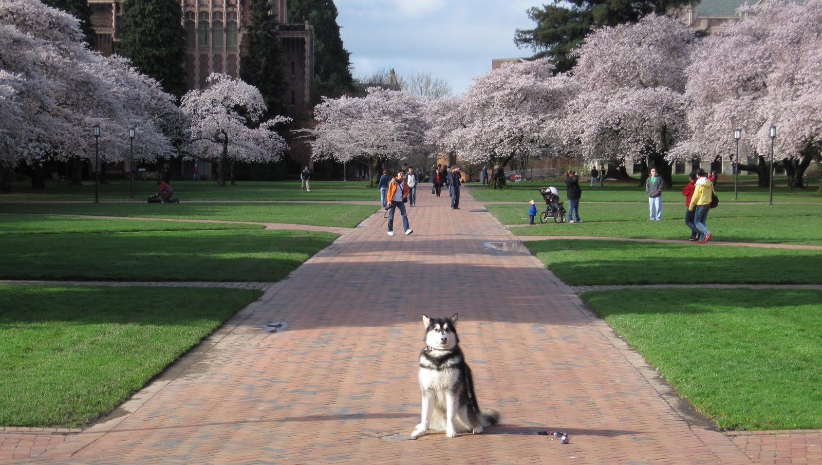 A Dawg's Life You know it's Spring quarter at UW when the cherry trees