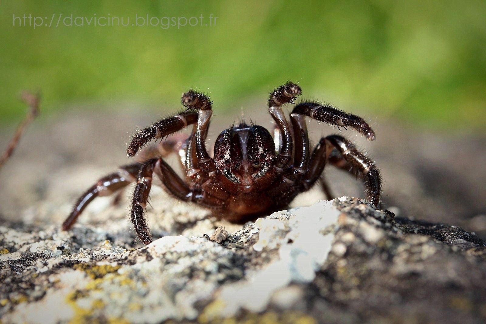 Cteniza sauvagesi da vicinu [*]