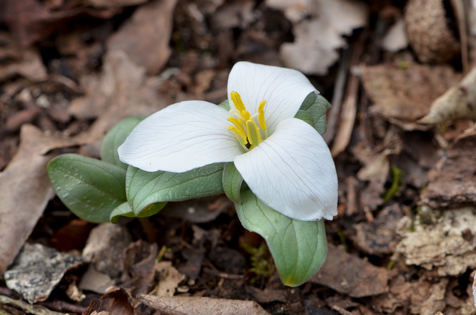 The Kentucky Nature Blog Snow Trillium (Trillium nivale)