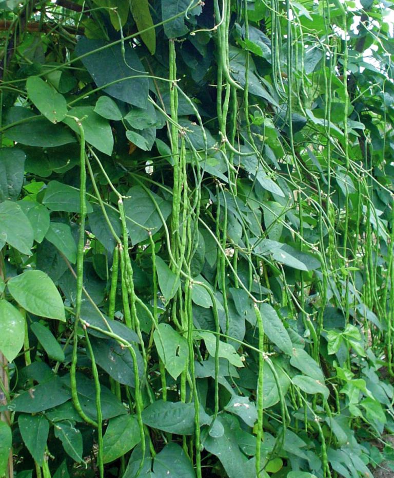 kacang+panjang.jpg