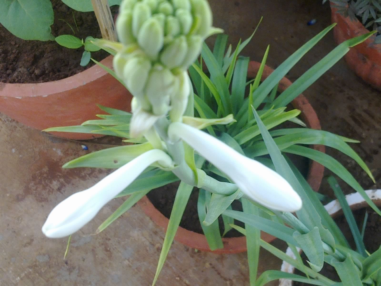 Plants Growing In My Potted Garden. How To Grow And Care For Mexican Tube Rose/Polianthes