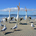 Sea Birds Image