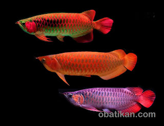 Budidaya Ikan Arwana Ikan Arwana