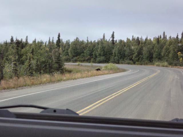 Black bear alaska
