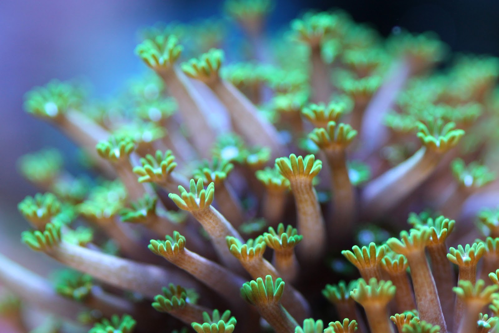 Soft Coral Cube 25.12.2012 title=