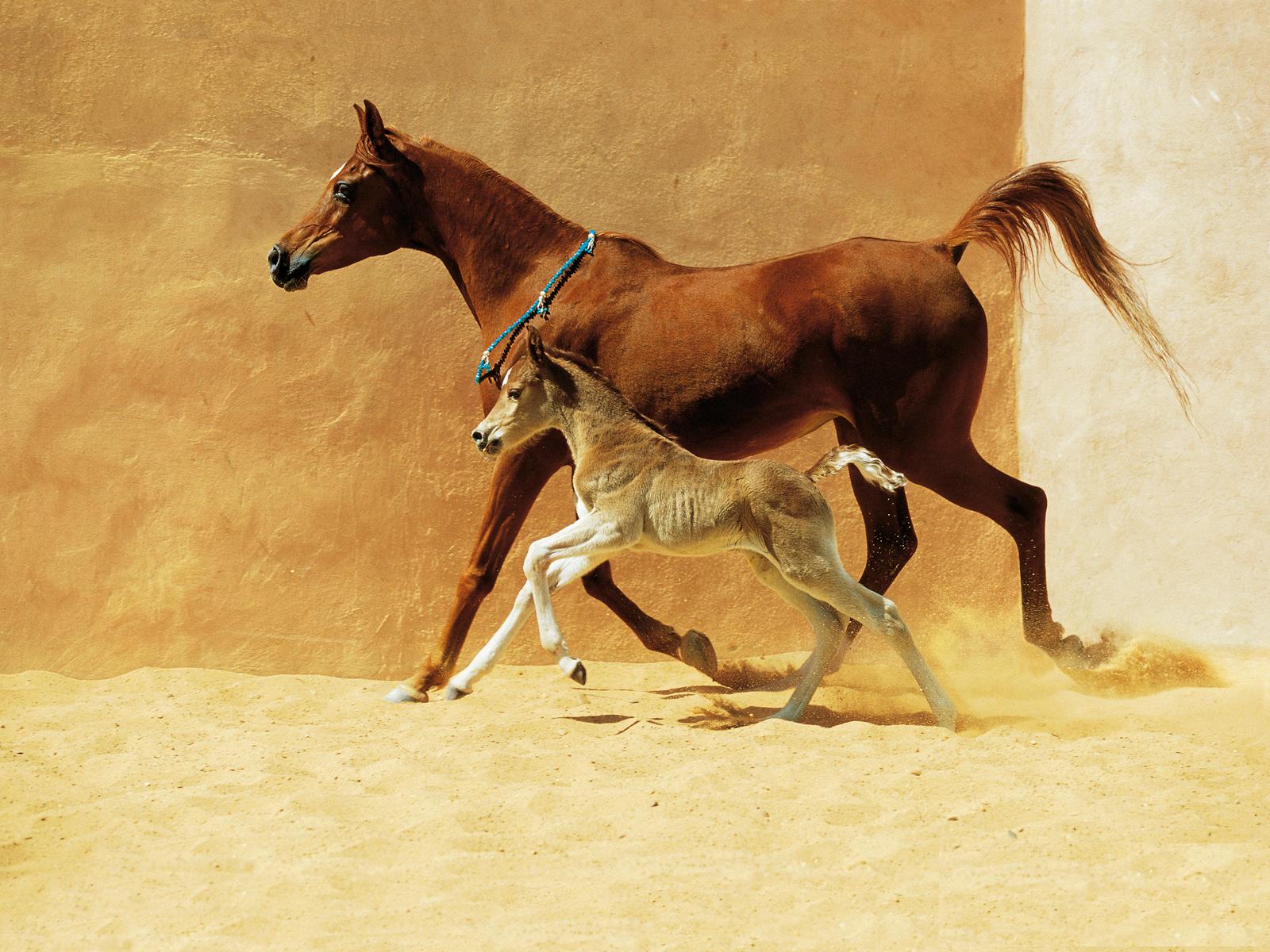 Latest Horses Wallpapers - Entertainment Only