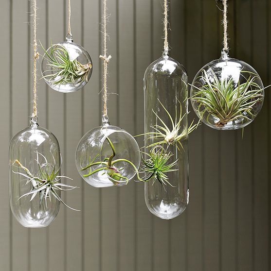 Air Plant Images
