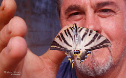 Mariposa (Papilio machaon)