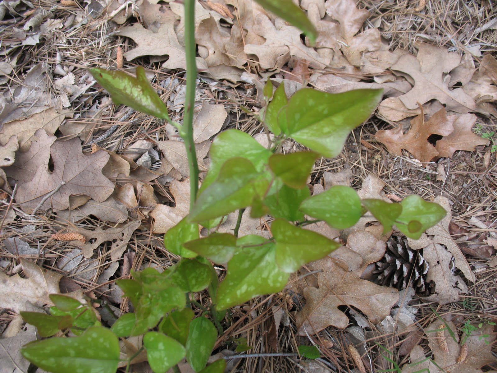 Sensible Survival Edible Wild Plants Green Briar Shoots