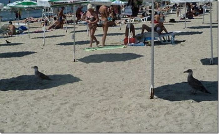 too hot funny pic you know it s too hot outside when damn cool pictures too hot funny pic you know it s too hot outside when damn cool pictures