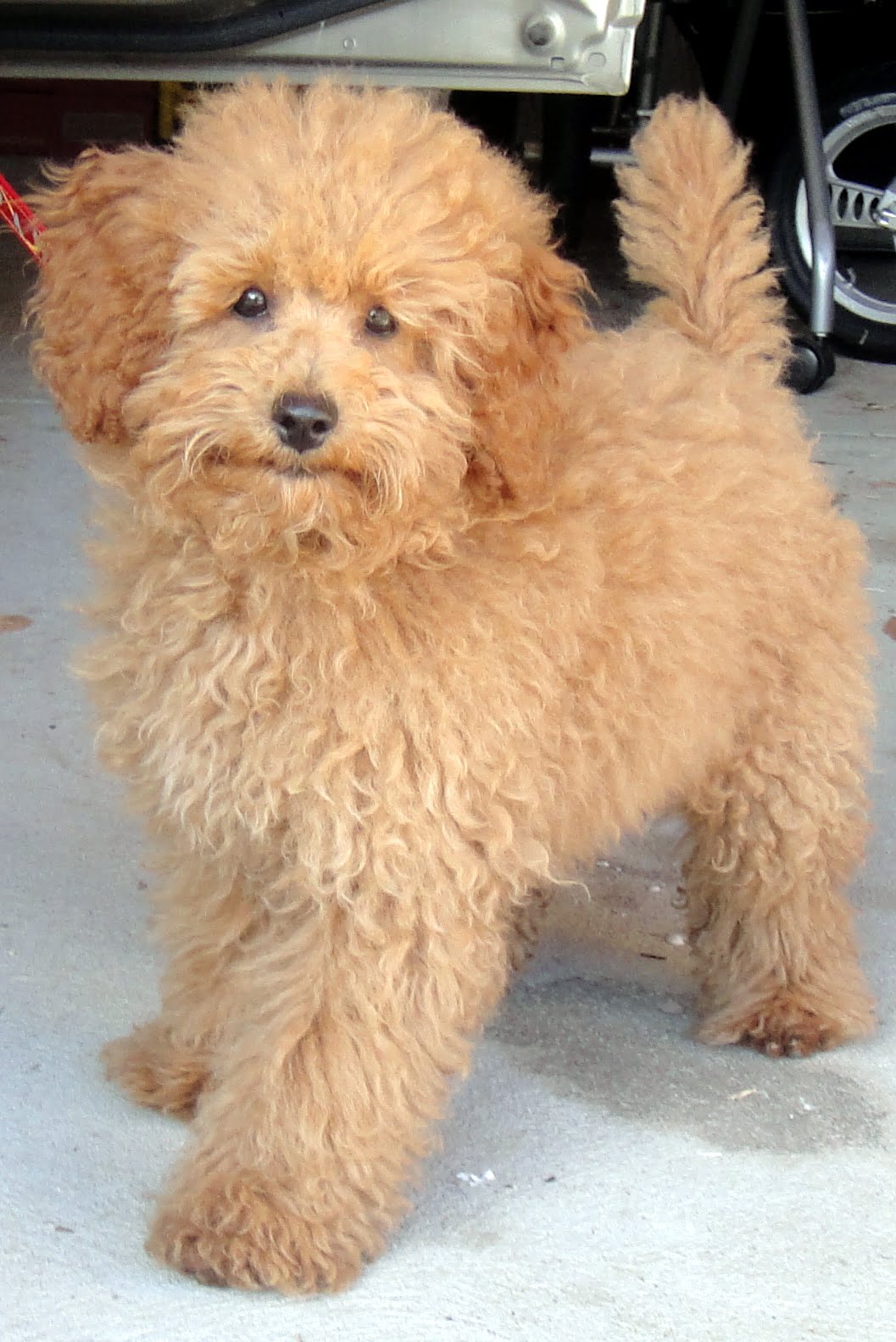 poodle hair style