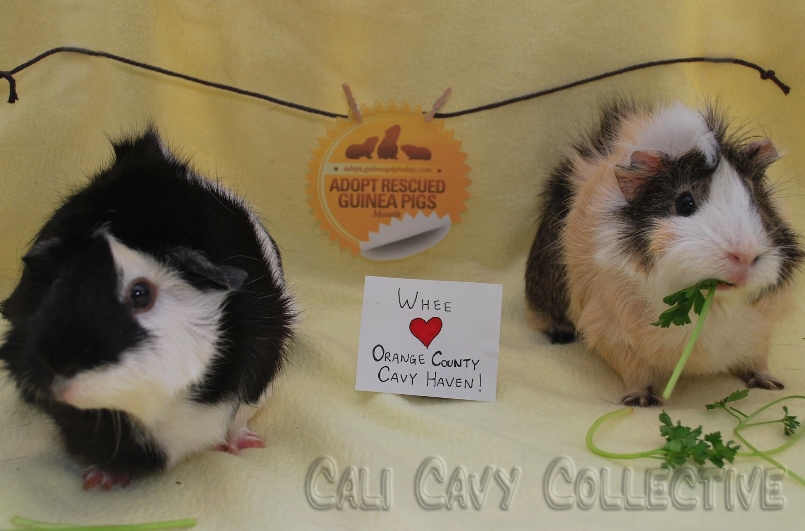 Cali Cavy Collective a blog about all things guinea pig Save some