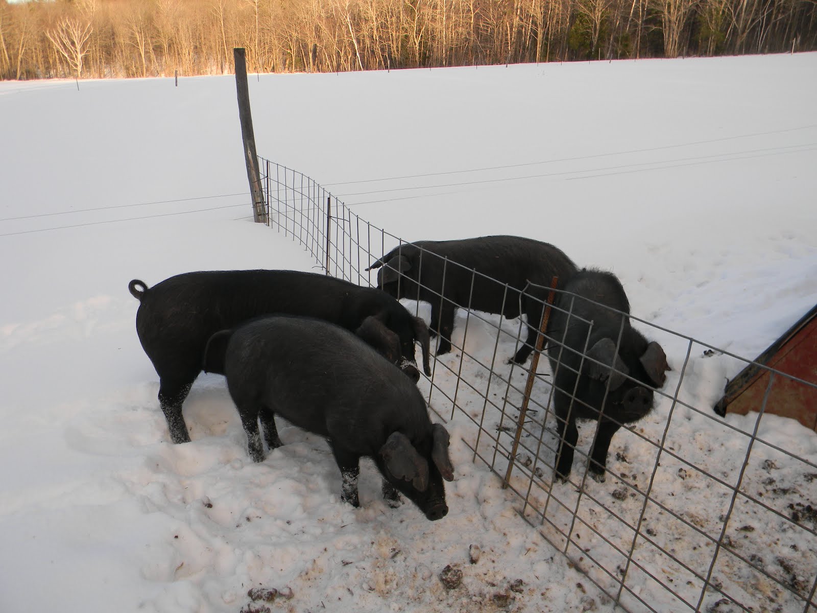 Large Black Pigs of Maine PIGS FOR SALE