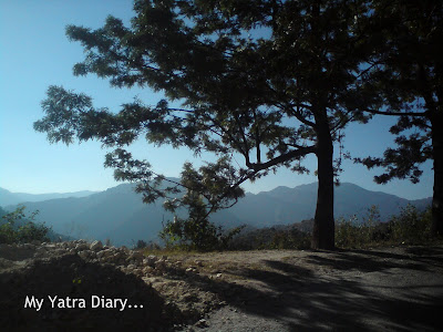 A huge tree in the Garhwal Himalayas in Uttarakhand