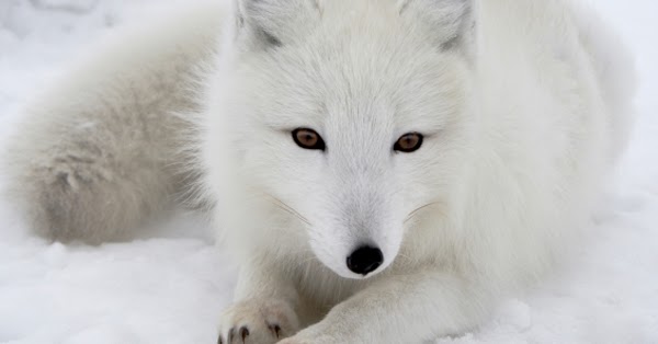 Animals of the world Arctic Fox
