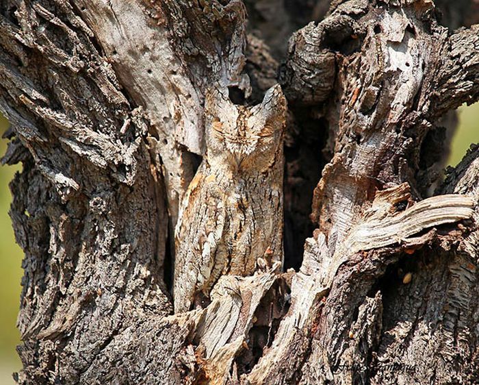 21 Amazing owl camouflage (21 pics) Amazing Creatures