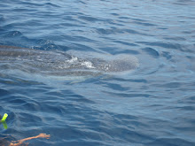 Whale shark feeding