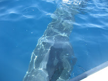 Whale shark swimming under our boat