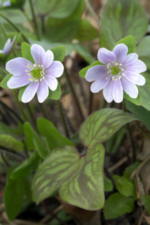 [Hepatica-pyreneanmarsmall.jpg]