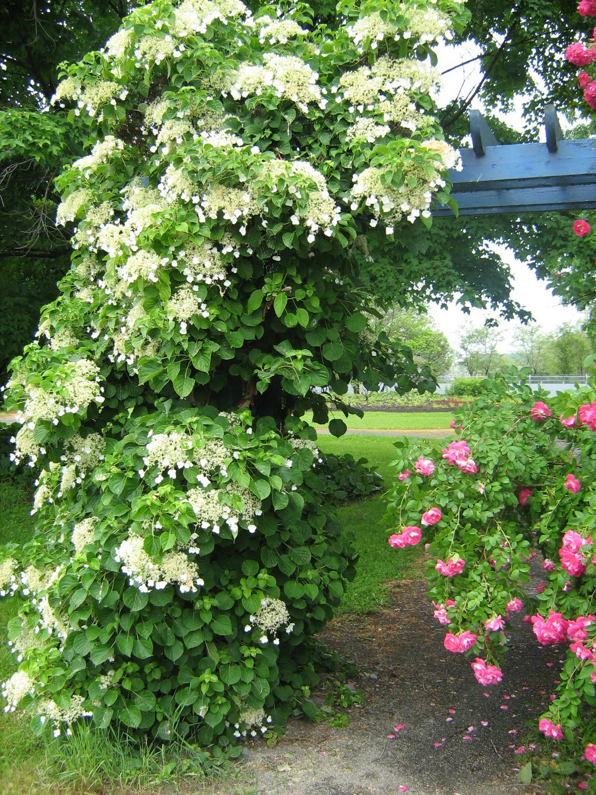 Roses Du Jardin Cheneland Hydrangea Paniculata Papillon