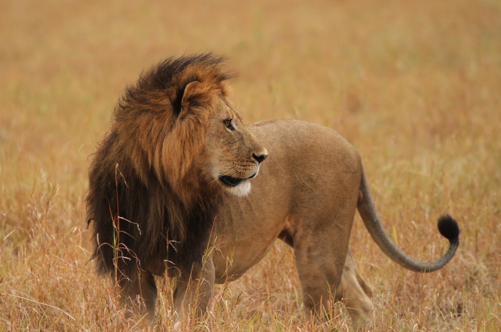 Sarath C R Blog: The Lions of Masai Mara
