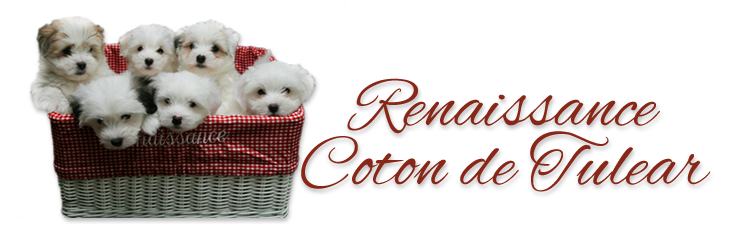 Renaissance Coton de Tulear Daily Updates
