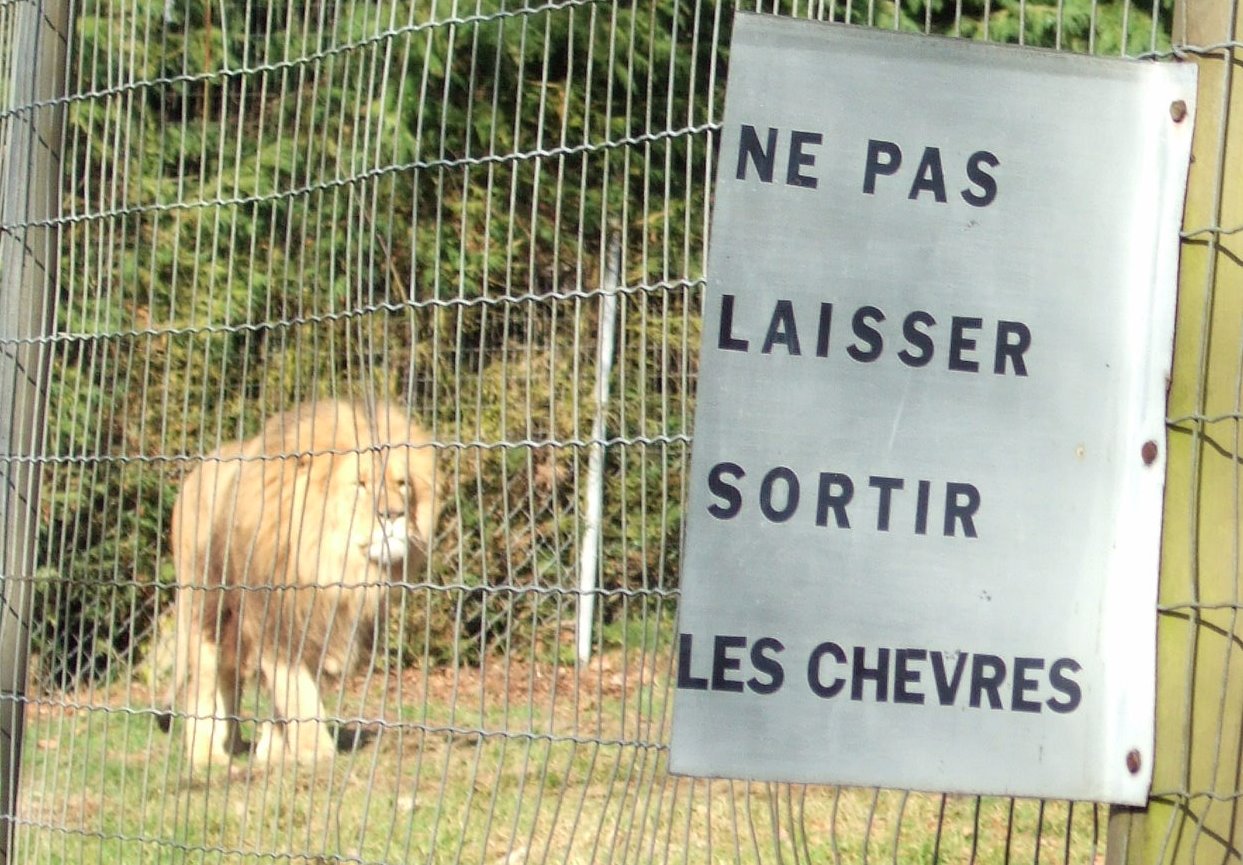 lion+ch%C3%A8vre+grand.jpg