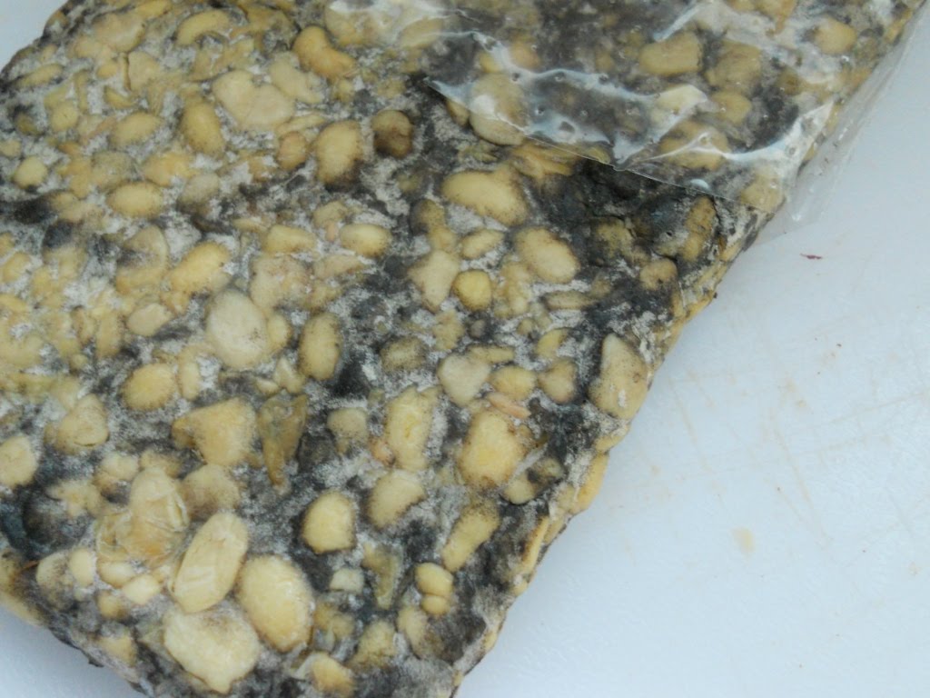 Snacking Squirrel Under Pressure